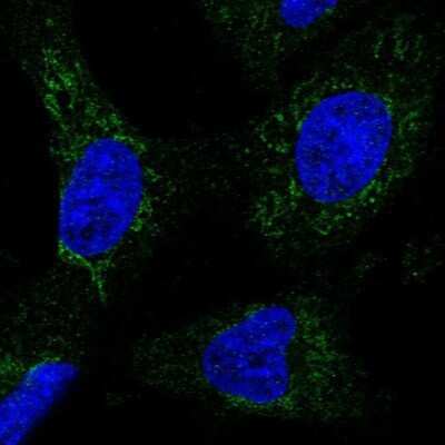 Immunocytochemistry/ Immunofluorescence: GRIM19 Antibody [NBP1-90050]