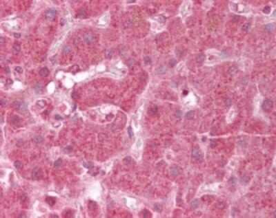 Immunohistochemistry-Paraffin: GRIM19 Antibody [NB100-56621]