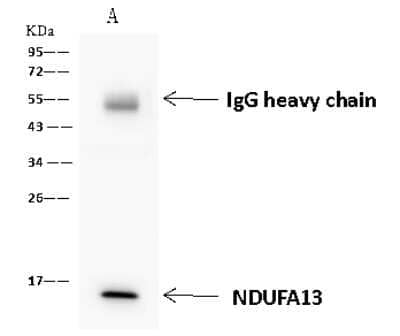 Immunoprecipitation: GRIM19 Antibody [NBP2-98488]