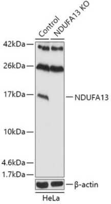 Knockout Validated: GRIM19 Antibody - Azide and BSA Free [NBP3-03755]