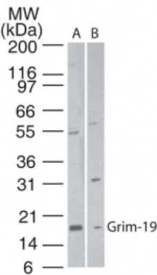 Western Blot: GRIM19 Antibody [NB100-56621]