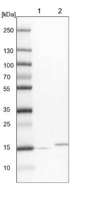 Western Blot: GRIM19 Antibody [NBP1-90050]