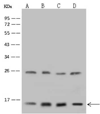 Western Blot: GRIM19 Antibody [NBP2-98488]