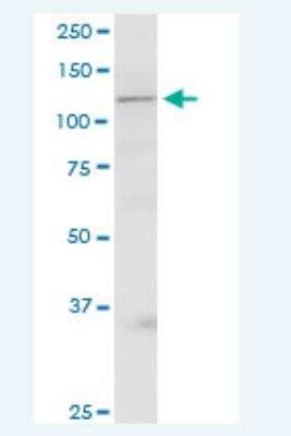 Western Blot: GRIP1 Antibody (4A9) [H00023426-M05-100ug]