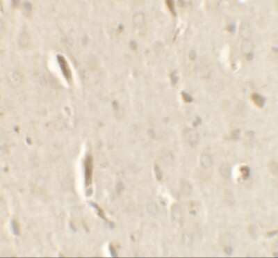Immunohistochemistry: GRIP1 Antibody - BSA Free [NBP2-41211]