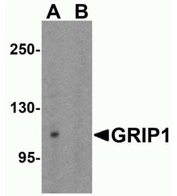 Western Blot: GRIP1 AntibodyBSA Free [NBP2-41211]