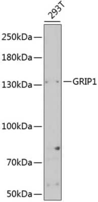 Western Blot: GRIP1 AntibodyBSA Free [NBP3-04488]