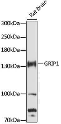 Western Blot: GRIP1 AntibodyAzide and BSA Free [NBP3-05147]