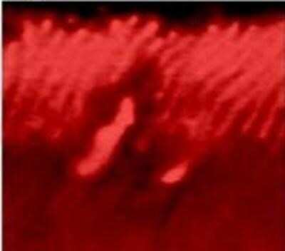 Immunocytochemistry/ Immunofluorescence: GRK1 Antibody (D11) - BSA Free [NB120-2776]