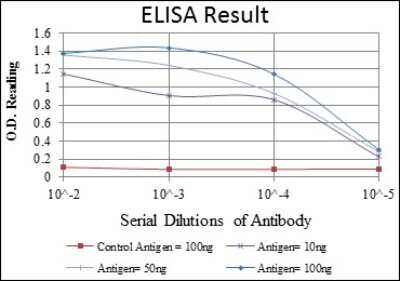 ELISA: GRK2 Antibody (3F8) - BSA Free [NBP2-37611]