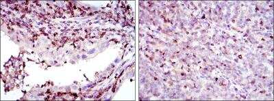 Immunohistochemistry-Paraffin: GRK2 Antibody (3F8) - BSA Free [NBP2-37611]
