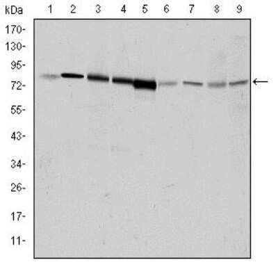 Western Blot: GRK2 Antibody (3F8)BSA Free [NBP2-37611]