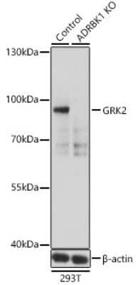 Western Blot: GRK2 AntibodyBSA Free [NBP3-03731]