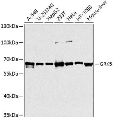 Western Blot: GRK5 AntibodyBSA Free [NBP3-04998]