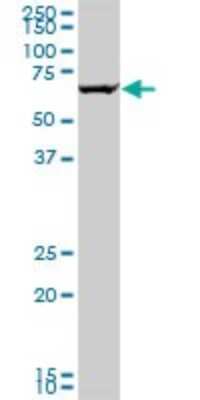Western Blot: GRK6 Antibody (2C3) [H00002870-M05]