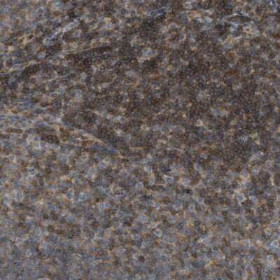 Immunohistochemistry-Paraffin: GRK6 Antibody [NBP1-83335]