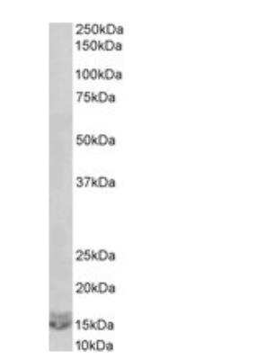 Western Blot: GRO2 Antibody [NBP1-45205]