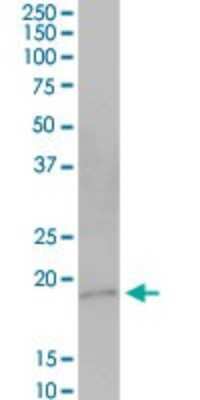 Western Blot: GRP Antibody [H00029094-B01P]