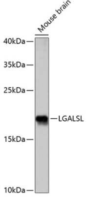 Western Blot: GRP AntibodyAzide and BSA Free [NBP3-03299]