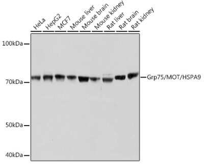 Western Blot: GRP75/HSPA9B/Mortalin Antibody (9D6H0) [NBP3-15365]