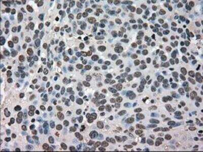 Immunohistochemistry-Paraffin: GRP75/HSPA9B/Mortalin Antibody (OTI9F8) [NBP1-47801]