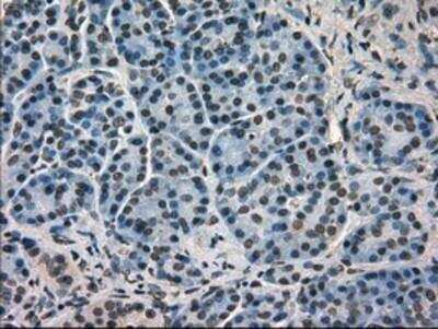Immunohistochemistry-Paraffin: GRP75/HSPA9B/Mortalin Antibody (OTI9F8) [NBP1-47801]