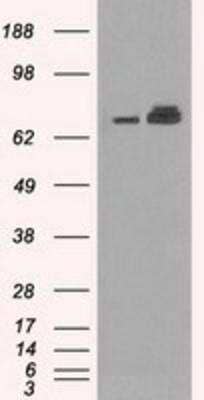 Western Blot: GRP75/HSPA9B/Mortalin Antibody (OTI9F8) [NBP1-47801]