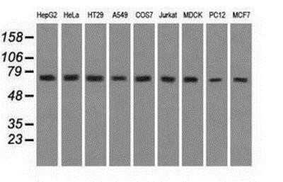 Western Blot: GRP75/HSPA9B/Mortalin Antibody (OTI9F8)Azide and BSA Free [NBP2-70963]