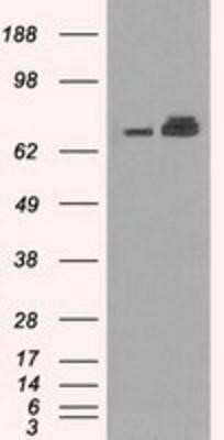 Western Blot: GRP75/HSPA9B/Mortalin Antibody (OTI9F8)Azide and BSA Free [NBP2-70963]