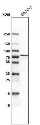 Western Blot: GRP75/HSPA9B/Mortalin Antibody [NBP1-89729]