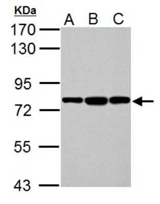 Western Blot: GRP78/HSPA5 Antibody [NBP2-16749]