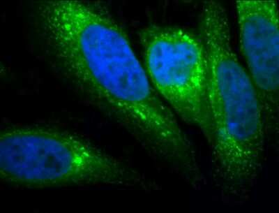 Immunocytochemistry/ Immunofluorescence: GRP78/HSPA5 Antibody (1H11-1H7) [NBP2-12888]