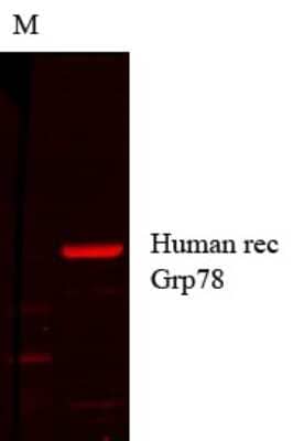 Western Blot: GRP78/HSPA5 Antibody (1H11-1H7) [NBP2-12888]