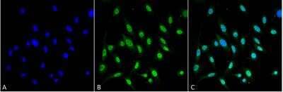 Immunocytochemistry/ Immunofluorescence: GRP78/HSPA5 Antibody (3C5-1A4) [NBP2-59692]