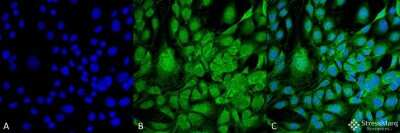 Immunocytochemistry/ Immunofluorescence: GRP78/HSPA5 Antibody (3G12-1G11) [NBP2-59693]