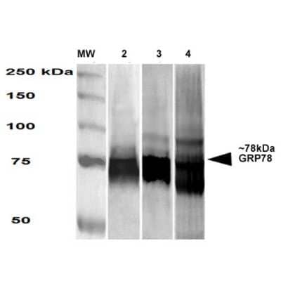 Western Blot: GRP78/HSPA5 Antibody (3G12-1G11) [NBP2-59693]