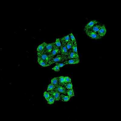 Immunocytochemistry/ Immunofluorescence: GRP78/HSPA5 Antibody (6H4-2G7) [NBP2-12889]