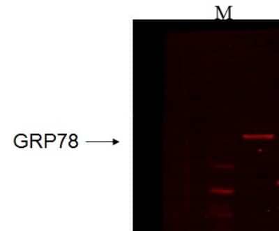 Western Blot: GRP78/HSPA5 Antibody (6H4-2G7) [NBP2-12889]