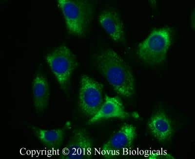 Immunocytochemistry/ Immunofluorescence: GRP78/HSPA5 Antibody - BSA Free [NBP1-06274]