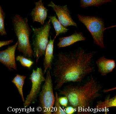 Immunocytochemistry/ Immunofluorescence: GRP78/HSPA5 Antibody - BSA Free [NBP1-06274]