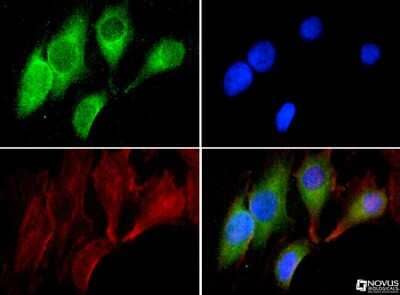 Immunocytochemistry/ Immunofluorescence: GRP78/HSPA5 Antibody - BSA Free [NBP1-06277]
