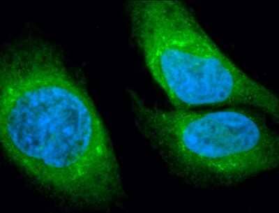 Immunocytochemistry/ Immunofluorescence: GRP78/HSPA5 Antibody [NBP1-54318]