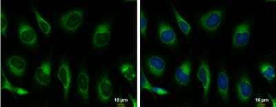 Immunocytochemistry/ Immunofluorescence: GRP78/HSPA5 Antibody [NBP2-42848]