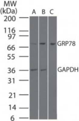 Western Blot: GRP78/HSPA5 Antibody [NB100-56411]