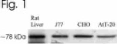 Western Blot: GRP78/HSPA5 AntibodyBSA Free [NB300-520]