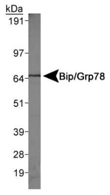 Western Blot: GRP78/HSPA5 AntibodyBSA Free [NBP1-06274]