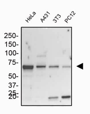 Western Blot: GRP78/HSPA5 AntibodyBSA Free [NBP1-06274]