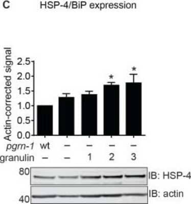 Western Blot: GRP78/HSPA5 AntibodyBSA Free [NBP1-06274]