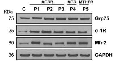 Western Blot: GRP78/HSPA5 AntibodyBSA Free [NBP1-06274]
