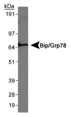 Western Blot: GRP78/HSPA5 AntibodyBSA Free [NBP1-06277]